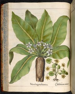 Mandragora foemina (Mandragora), uit Hortus Eystettensis, door Basilius Besler