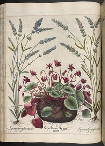 Cyclamen Romanum, uit Hortus Eystettensis, door Basilius Besler
