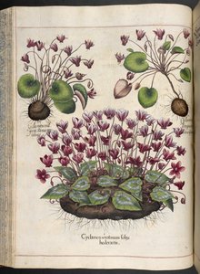 Plate 348: Cyclamen, Hortus Eystettensis, Basilius Besler, 1613 door Basilius Besler