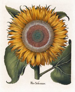 De gewone zonnebloem