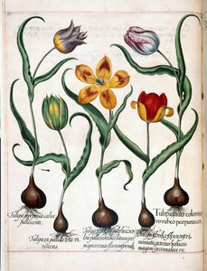 Tulp, uit 