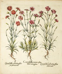Variëteiten van Caryophyllus Sylvestris gepubliceerd in Hortus Eystettensis door Basilius Besler