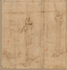 Onderste Helft van Skelet van Achteren, vroege 1540s door Battista Franco