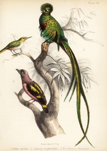 Jamaicaanse tody, schitterende quetzal en gebandeerde breedbek, 1855