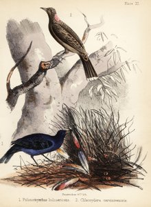 Satijn- en bruinborstvogel door Bauerrichter