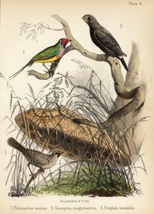 Sociable wever, grote grondvink en Gouldian vink