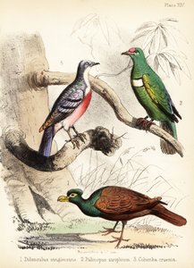 Tandduif, witborstvruchtenduif en Luzon bloedende duif, 1855