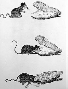 De rat en de oester (gravure, 20e eeuw)