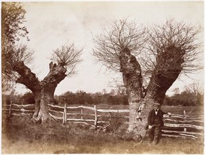 Een heggenboom, 1852