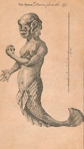 De Sirene getekend uit het leven