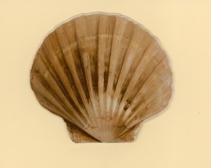Illustratie voor boekje getiteld Zee Schelpen door Benjamin D. Sigmund
