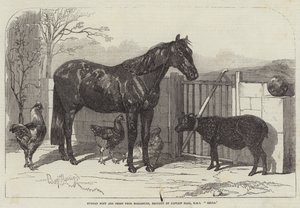 Russische pony en schapen uit Bomarsund, gebracht door kapitein Hall, HMS Hecla