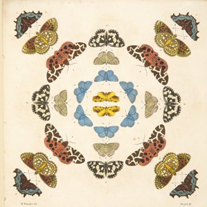Detail (plaat III) uit Een Zeldzame Afbeelding van Vlinders en Motten, uitgegeven 1764 door Benjamin Wilkes