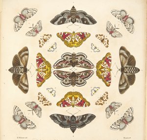 Detail (plaat IV) uit Een Zeldzame Afbeelding van Vlinders en Motten, uitgegeven 1764 door Benjamin Wilkes