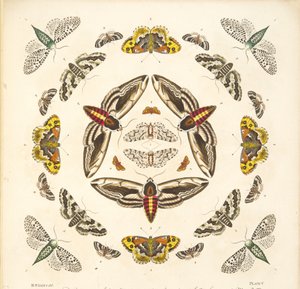 Detail (plaat V) uit Een Zeldzame Afbeelding van Vlinders en Motten, uitgegeven 1764 door Benjamin Wilkes