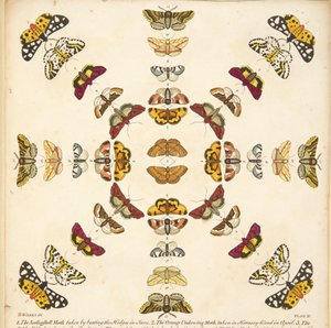 Detail van Plaat XI, uit Een Zeldzame Afbeelding van Vlinders en Motten, uitgegeven 1764 (handgekleurde gravure) door Benjamin Wilkes