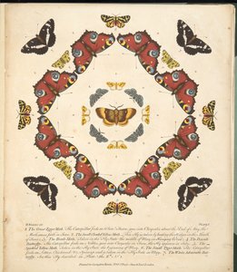 Plaat 1 uit Een Zeldzame Afbeelding van Vlinders en Motten, uitgegeven 1764 door Benjamin Wilkes