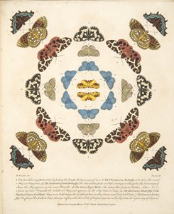 Plaat III uit Een Zeldzame Afbeelding van Vlinders en Motten, uitgegeven 1764 door Benjamin Wilkes