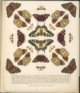 Plaat II uit Een Zeldzame Afbeelding van Vlinders en Motten, uitgegeven 1764 door Benjamin Wilkes
