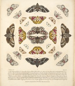 Plaat IV uit Een Zeldzame Afbeelding van Vlinders en Motten, uitgegeven 1764 door Benjamin Wilkes