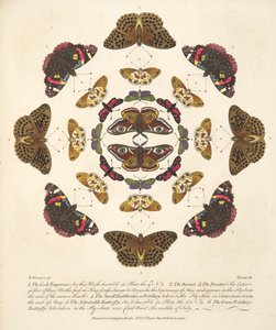 Plaat VII uit Een Zeldzame Afbeelding van Vlinders en Motten, uitgegeven 1764 door Benjamin Wilkes
