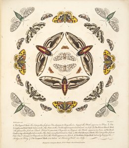 Plaat V, uit Een zeldzame afbeelding van vlinders en motten, uitgegeven 1764 (handgekleurde gravure) door Benjamin Wilkes