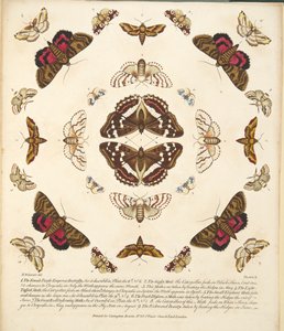 Plaat X, uit Een zeldzame afbeelding van vlinders en motten, uitgegeven 1764 (handgekleurde gravure) door Benjamin Wilkes