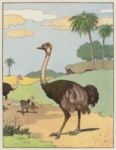 Struisvogel