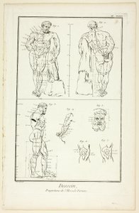 Ontwerp: Verhoudingen van de Farnese Hercules, uit Encyclopédie door Benoit Louis Prevost