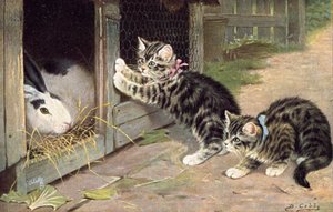 Katten ansichtkaart