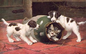 Katten ansichtkaart
