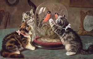 Katten ansichtkaart
