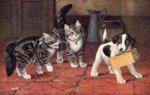 Kattenansichtkaart