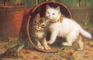 Kattenansichtkaart