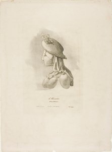 De slagersvrouw, uit Arts et Métiers door Bernard Gaillot