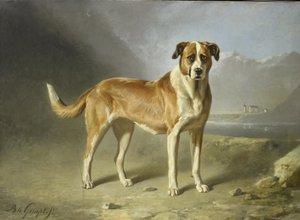 Een sint-bernardshond