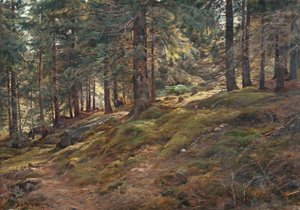 Licht in het bos
