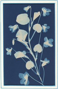 Zonder titel, ca. 1900