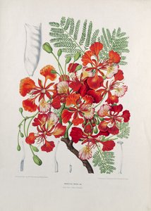 Poinciana Regia, illustratie uit Fleurs, Fruits et Feuillages Choises de la Flore et de la Pomone de l