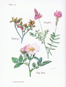 Bosbes of blauwe bes, hondsroos, esparcette door Bessie D. Inglis