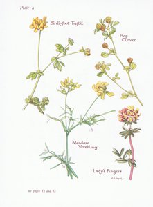 Rolklaver, Hopklaver, Veldlathyrus door Bessie D. Inglis