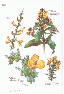 Brem, Gaspeldoorn, Gele Lis, Gele Hoornpapaver door Bessie D. Inglis