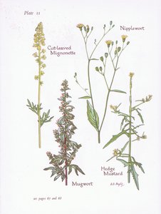 Gesneden Reseda, Bijvoet, Melkkruid, Heggenrank door Bessie D. Inglis