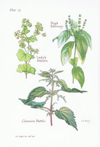 Vrouwenmantel, hondsdraf, brandnetel door Bessie D. Inglis