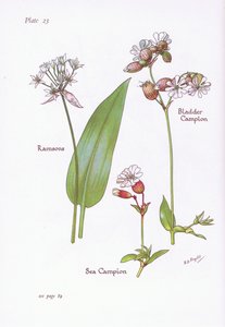 Daslook, blaasjeskruid, zeekool