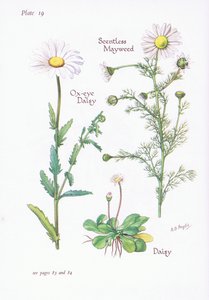 Reukeloze Kamille, Madeliefje, Margriet door Bessie D. Inglis