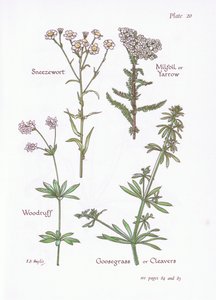 Duizendblad, Walstro, Kleefkruid door Bessie D. Inglis