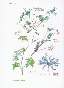 Reigersbek, duivenvoet, ooievaarsbek, robertskruid door Bessie D. Inglis
