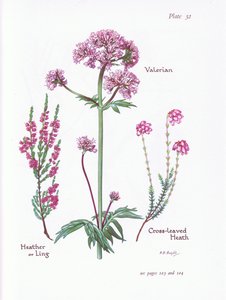 Valeriaan, heide of dopheide, kruipende heide