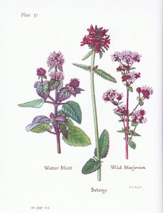 Watermunt, wilde marjolein, betonie